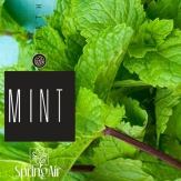 SpringAir Mint